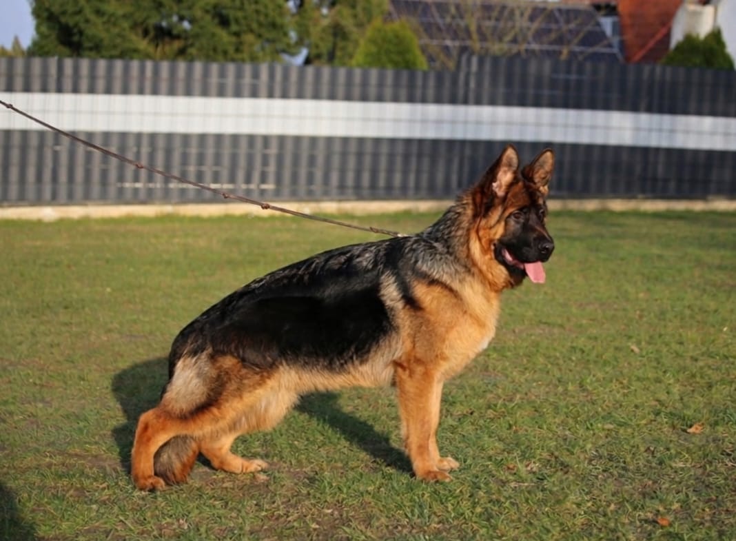 ADVAY Primo Mio Grande